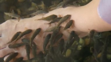 Garra Rufa balık ayağı bakımı, doğal kabuk soyma ve masaj. Bu süreçte, yenilenmeyi teşvik eden ve deri esnekliğini artıran özel enzimler salgılarlar. Balıklar sadece zarar görmüş deri bölgelerini seçer..