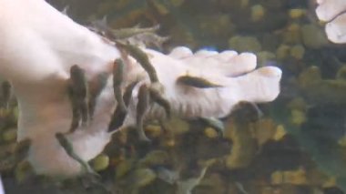 Sol kadın ayağının balıkla soyulduğu yerdeki suya yakın görüntü. Garra rufa balıklarından balık pedikürü. Ayak bakımı, doğal kabuk soyma ve masaj. Cilt bakım ayini