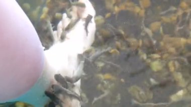 Balıklarla soyulduğu yerde sol kadın ayağı suda. Garra rufa balıklarından balık pedikürü. Ayak bakımı, doğal kabuk soyma ve masaj. Cilt bakım ayini