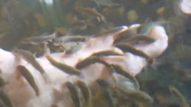 Balıklarla soyulduğu yerde sol kadın ayağı suda. Garra rufa balıklarından balık pedikürü. Ayak bakımı, doğal kabuk soyma ve masaj. Cilt bakım ayini