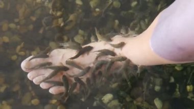 Garra Rufa balık ayağı bakımı, doğal kabuk soyma ve masaj. Bu süreçte, yenilenmeyi teşvik eden ve deri esnekliğini artıran özel enzimler salgılarlar. Balıklar sadece zarar görmüş deri bölgelerini seçer..