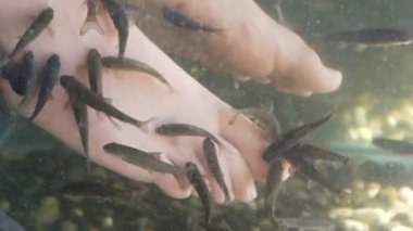 Garra Rufa balık ayağı bakımı, doğal kabuk soyma ve masaj. Bu süreçte, yenilenmeyi teşvik eden ve deri esnekliğini artıran özel enzimler salgılarlar. Balıklar sadece zarar görmüş deri bölgelerini seçer..