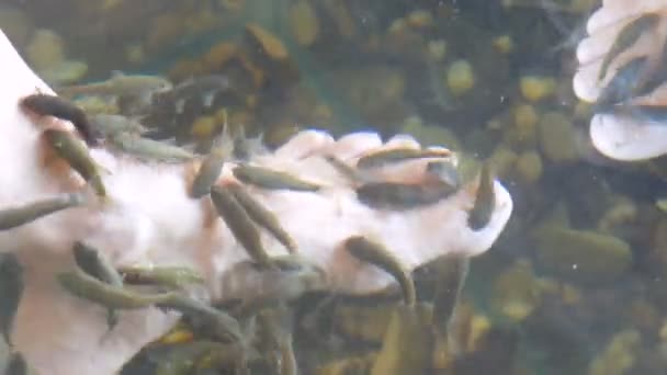 Liet vrouwelijke voet in het water waar schillen met vis. Vissenpedicure van garra rufa vissen. Voetverzorging met natuurlijke peeling en massage. Huidverzorging spa ritueel — Stockvideo