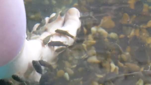 Liet vrouwelijke voet in het water waar schillen met vis. Vissenpedicure van garra rufa vissen. Voetverzorging met natuurlijke peeling en massage. Huidverzorging spa ritueel — Stockvideo