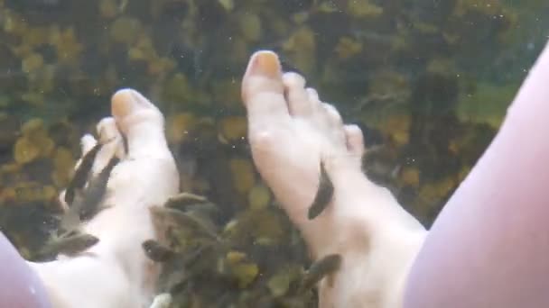 Visão superior em pés na água onde descascando com peixe. Pedicure de peixe por garra rufa peixes. Cuidado com os pés com descascamento natural e massagem. Cuidados com a pele ritual spa — Vídeo de Stock