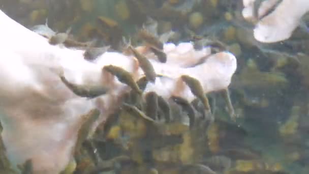 Close-up zicht op linker vrouwelijke voet in het water waar schillen met vis. Vissenpedicure van garra rufa vissen. Voetverzorging met natuurlijke peeling en massage. Huidverzorging spa ritueel — Stockvideo
