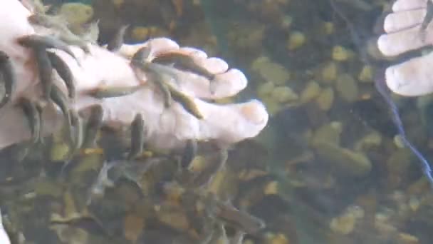 Close up view on Left female foot in the water where peeling with fish. Fish pedicure by garra rufa fishes. Foot care with natural peeling and massage. Skin care spa ritual — Stock Video