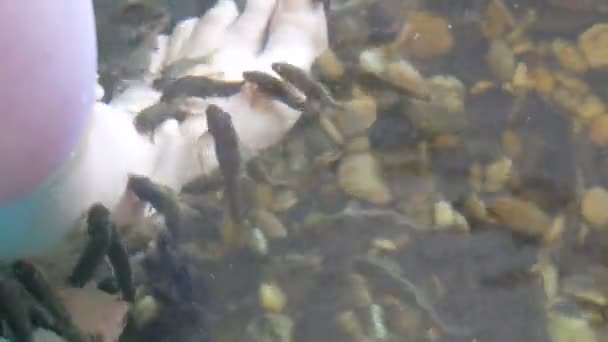 Liet vrouwelijke voet in het water waar schillen met vis. Vissenpedicure van garra rufa vissen. Voetverzorging met natuurlijke peeling en massage. Huidverzorging spa ritueel — Stockvideo