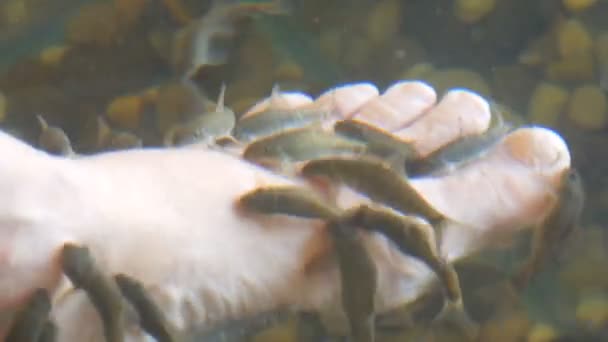 Lewa żeńska stopa w wodzie, gdzie obiera się z rybami. Pedicure rybny przez garra rufa ryby. Pielęgnacja stóp z naturalnych peeling i masaż. Rytuał pielęgnacji skóry spa — Wideo stockowe