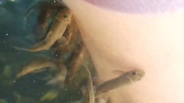 Cilt, balıkların soyulduğu yeri yakından görüyor. Garra rufa balıklarından balık pedikürü. Ayak bakımı, doğal kabuk soyma ve masaj. Cilt bakım ayini