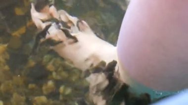 Garra Rufa balık ayağı bakımı, doğal kabuk soyma ve masaj. Bu süreçte, yenilenmeyi teşvik eden ve deri esnekliğini artıran özel enzimler salgılarlar. Balıklar sadece zarar görmüş deri bölgelerini seçer..