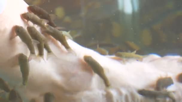 Κλείσιμο προβολής στο αριστερό θηλυκό πόδι στο νερό, όπου ξεφλούδισμα με τα ψάρια. Πεντικιούρ ψαριού από Garra rufa ψάρια. Φροντίδα ποδιών με φυσικό ξεφλούδισμα και μασάζ. φροντίδα του δέρματος spa τελετουργικό — Αρχείο Βίντεο