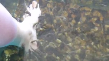 Balıklarla soyulduğu yerde sol kadın ayağı suda. Garra rufa balıklarından balık pedikürü. Ayak bakımı, doğal kabuk soyma ve masaj. Cilt bakım ayini