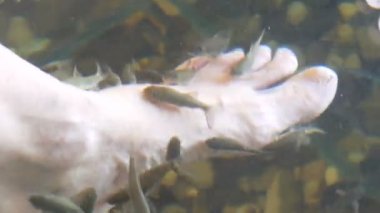 Balıklarla soyulduğu yerde sol kadın ayağı suda. Garra rufa balıklarından balık pedikürü. Ayak bakımı, doğal kabuk soyma ve masaj. Cilt bakım ayini