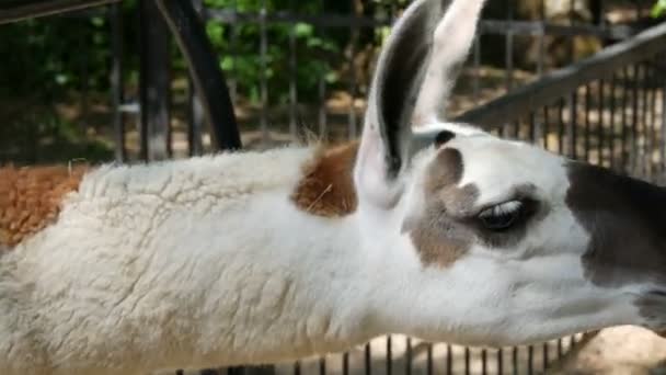 Funny llama in the zoo eats from human hands — Stock Video