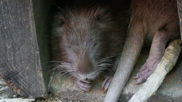 Una rata almizclera divertida yace en una casa especial en el zoológico — Vídeo de stock