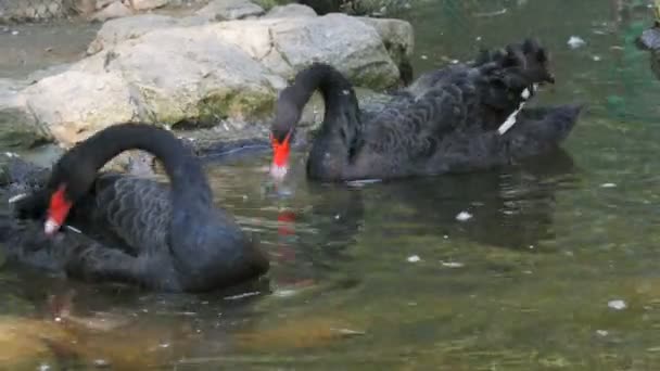 Deux beaux cygne noir sur un lac artificiel au zoo — Video