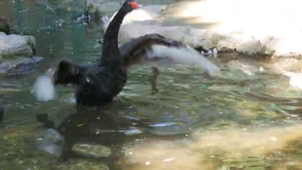 Hermoso cisne negro en un lago artificial en el zoológico — Vídeos de Stock