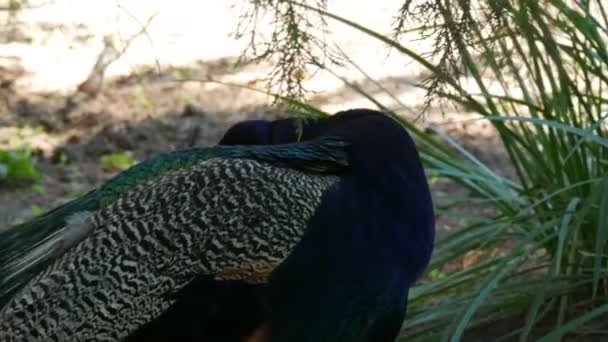 Prachtige vogelpauw in de dierentuin — Stockvideo