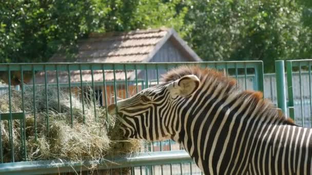 Zebra äter hö på zoo — Stockvideo