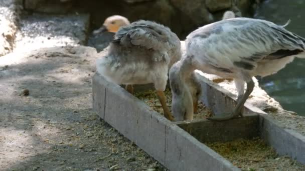 Pollitos cisnes grises jóvenes comen comida del comedero — Vídeos de Stock