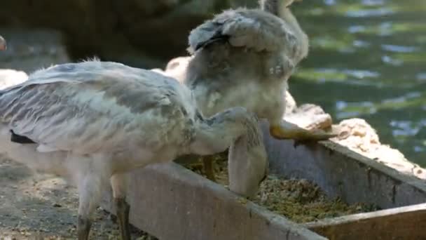 Молодые серые лебеди едят пищу из кормушки. — стоковое видео