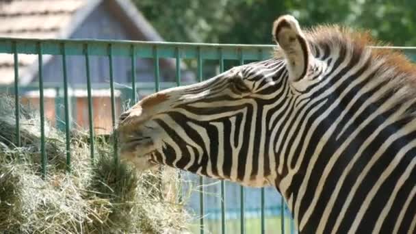 Cebra comiendo heno en el zoológico — Vídeos de Stock