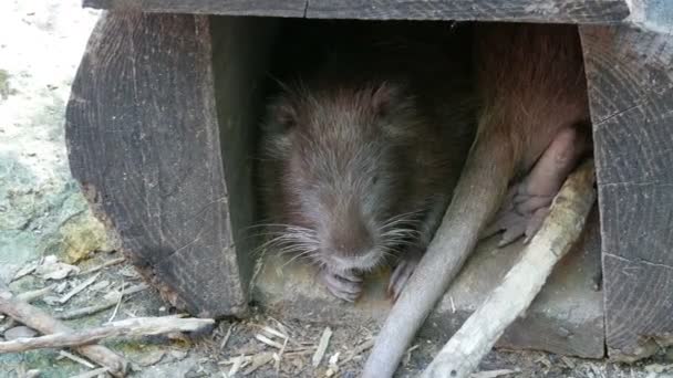 Een grappige muskusrat ligt in een speciaal huis in de dierentuin — Stockvideo