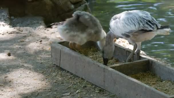 Unga gråa svanungar äter mat från mataren — Stockvideo