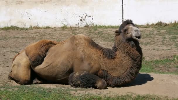 Бактрианский коричневый верблюд в зоопарке — стоковое видео