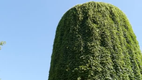 Цікава стара старовинна водонапірна вежа, вкрита зеленим диким плющем і виноградом — стокове відео