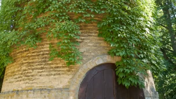 Interesante antigua torre de agua vintage cubierta de verde hiedra silvestre y uvas — Vídeos de Stock