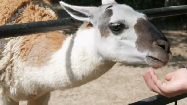 Rolig lama i djurparken äter från mänskliga händer — Stockvideo