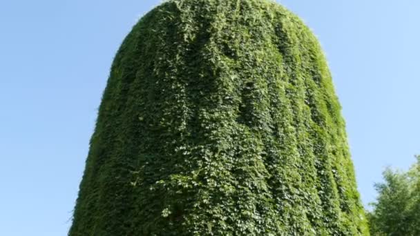 Ciekawy stary zabytkowy wieża ciśnień pokryta zielonym dzikim bluszczem i winogron — Wideo stockowe
