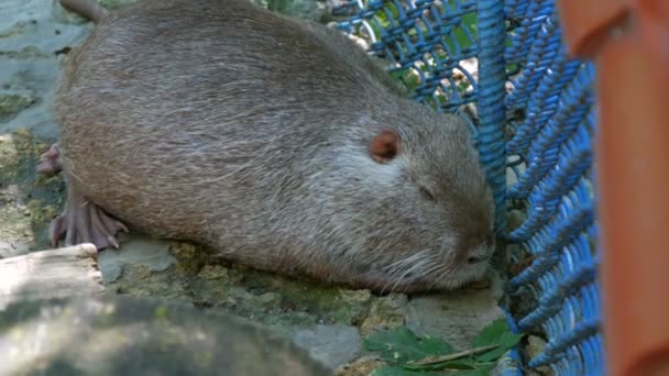 Castor drôle se trouve sous la clôture dans le zoo — Video