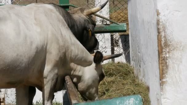 Большие серые быки едят из кормушки для зоопарка — стоковое видео