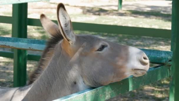 Close up view of funny donkey in the zoo — Stock Video