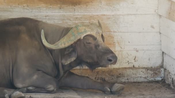 Un enorme búfalo yace en el zoológico — Vídeos de Stock