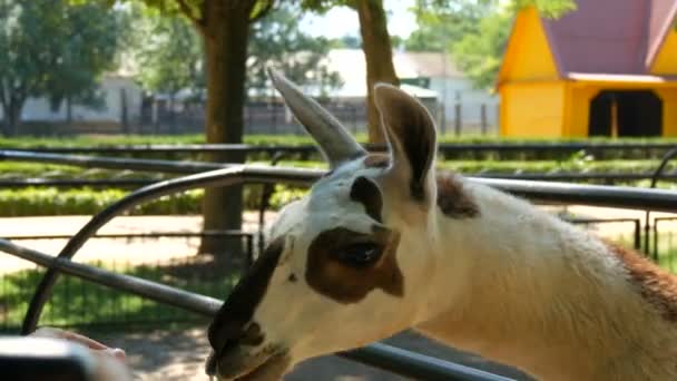 Забавная лама в зоопарке ест из человеческих рук — стоковое видео