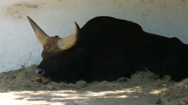 En stor buffel ligger i djurparken — Stockvideo