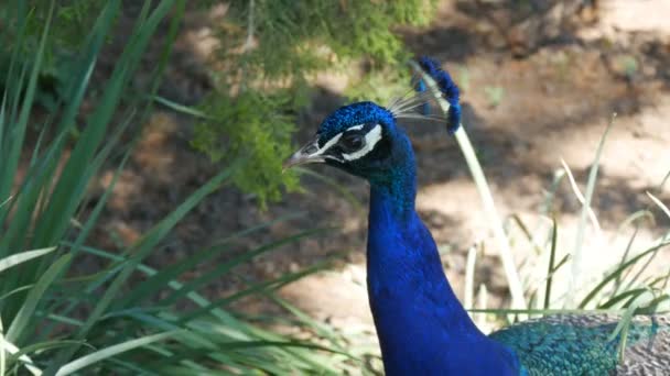 Cabeza azul de un hermoso pavo real en el zoológico — Vídeos de Stock