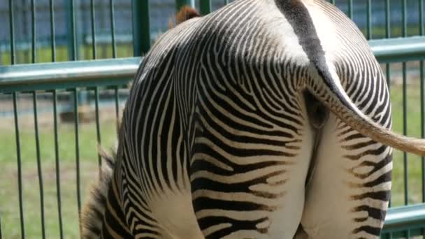 Zebra jí seno v zoo, zblízka vzadu — Stock video