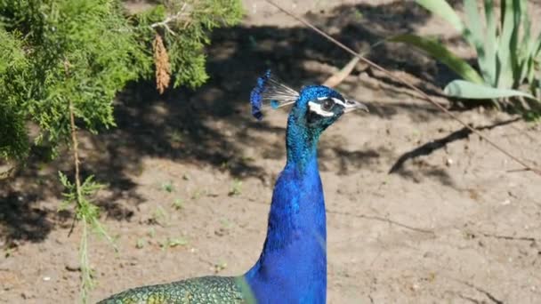 Μπλε κεφάλι ενός όμορφου παγωνιού στο ζωολογικό κήπο — Αρχείο Βίντεο