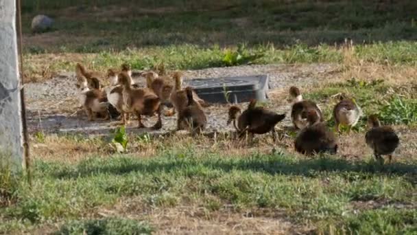 Stado nowonarodzonych kacząt podąża za matką kaczką ulicą na wsi. — Wideo stockowe