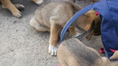 Yürüyüş yapan kadın çantasıyla ya da sokakta çantayla oynayan komik köpek yavruları.