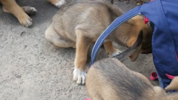 Cachorros pequenos engraçados do cão que jogam com a mochila das mulheres marchando ou um saco na rua — Vídeo de Stock