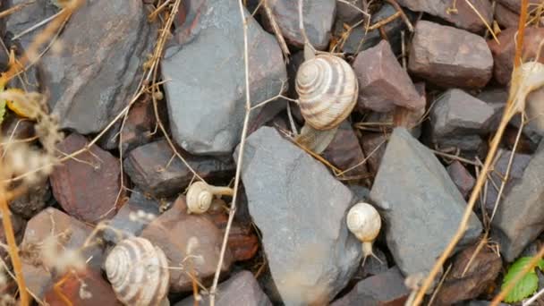 Ένα σταφύλι σαλιγκάρι σέρνεται πάνω από τις πέτρες σε μια φθινοπωρινή μέρα — Αρχείο Βίντεο