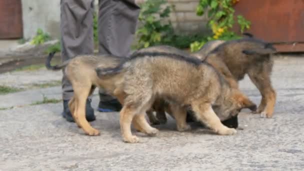 Uno stormo di simpatici cuccioli senzatetto nutriti da un uomo. Cani affamati per strada che danno cibo — Video Stock