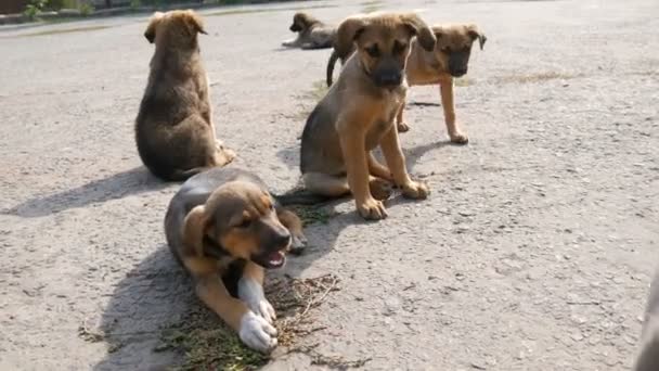 거리를 뛰어다니는 작은 집없는 강아지들의 무리. 강아지 한 마리가 뼈를 먹고 있다 — 비디오