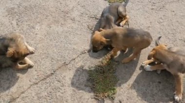 Sokakta koşan bir avuç evsiz köpek yavrusu.